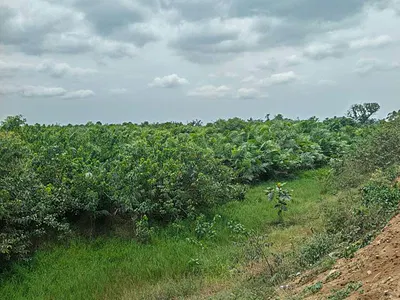 Residential Land Plot — Ibeju Lekki, Lagos