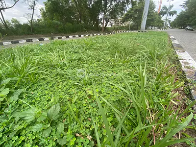 Land Measuring 1,000SQM — Ikoyi, Lagos