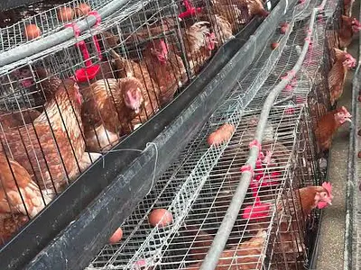 Poultry Farm Land with Layer Pens and Feed Mill — Epe, Lagos