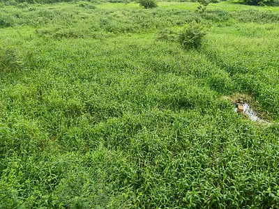 Virgin Land Measuring 3000SQM Located on a Commercial Road — L.ikeja GRA, Ikeja GRA, Ikeja, Lagos
