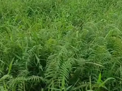 Empty Residential Land — Omole Phase 1, Ikeja, Lagos