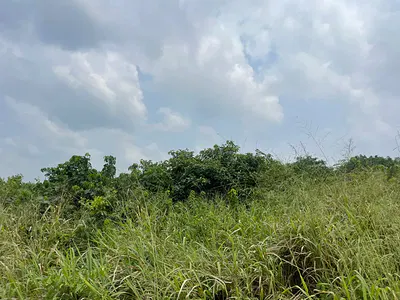 80 Acres of Agricultural Land — Epe, Lagos